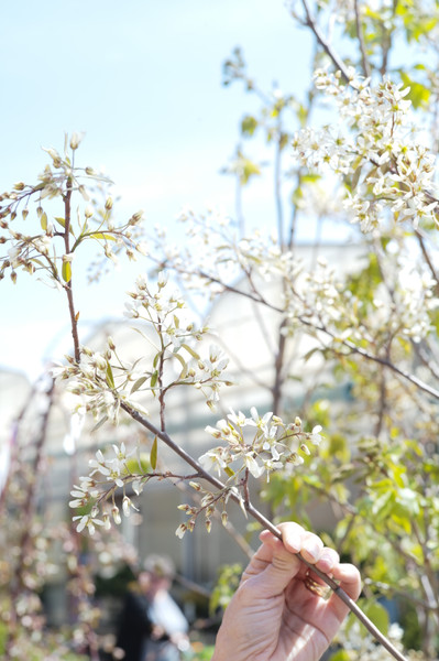Serviceberry