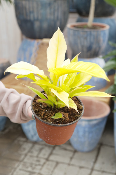 Philodendron Golden Crocodile