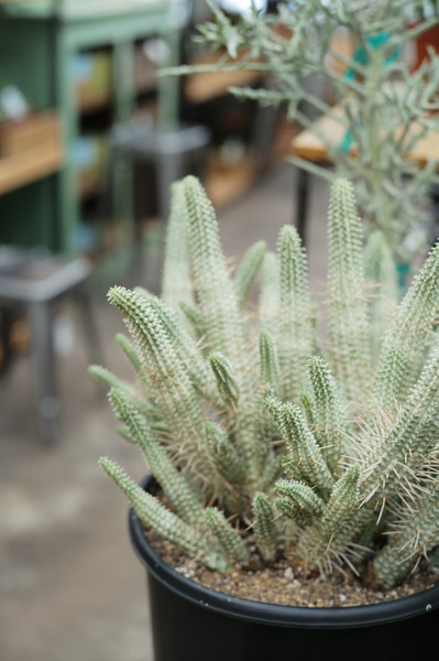 Euphorbia mammillaris ‘variegata’ 