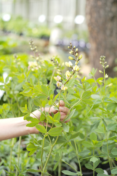 Baptisia 