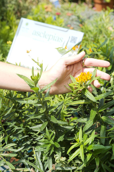 Asclepias