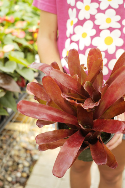 Neoregelia ‘Super Fireball’