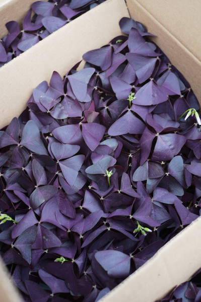 Fresh Color to Keep you 'til Spring