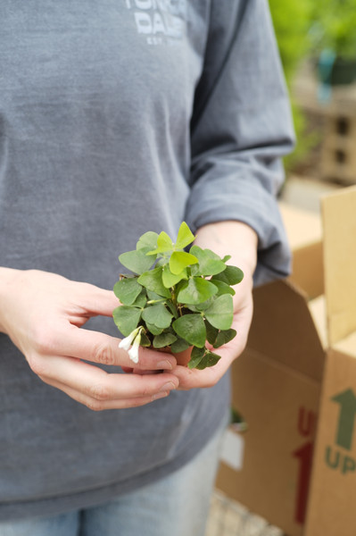 Oxalis and Shamrocks