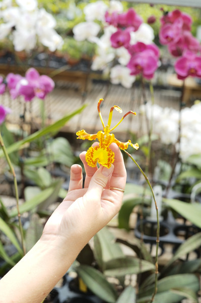 Orchid Care and Repotting