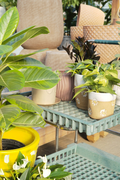 Add Color to Your Home with Plants and Pots
