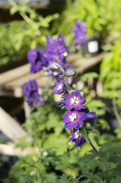 Delphinium