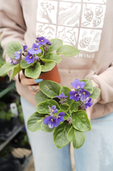 African Violet