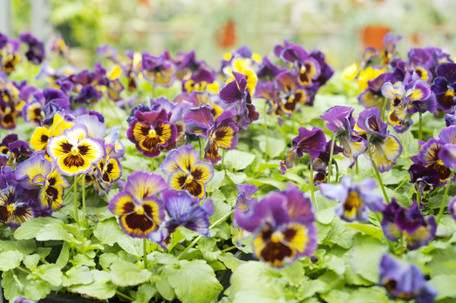 Pansies and Violas: Styling and Care