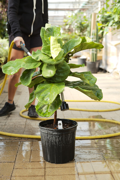 ​Houseplant Watering Best Practices