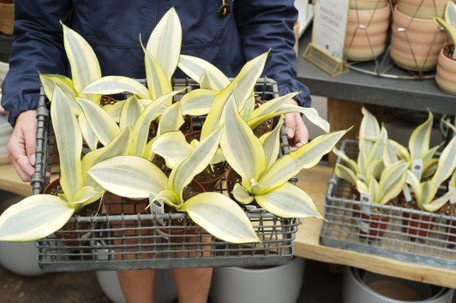 Sansevieria Ghost