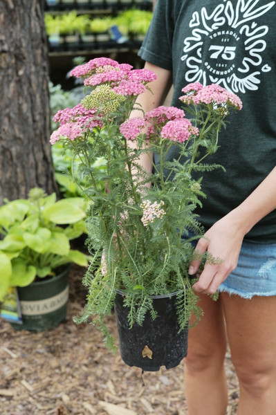 Achillea