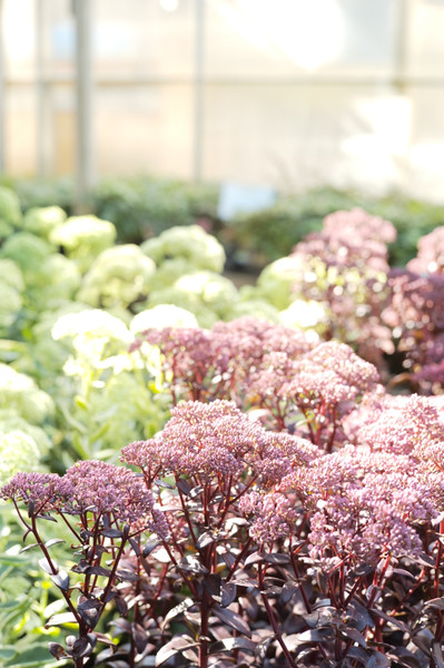 Late Summer in the Garden Checklist