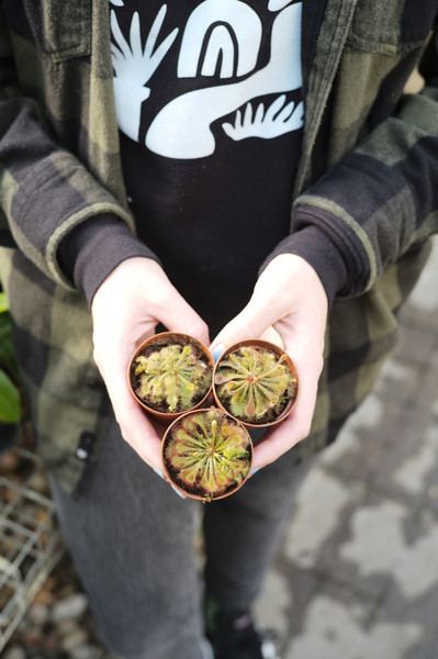 Drosera spatulata