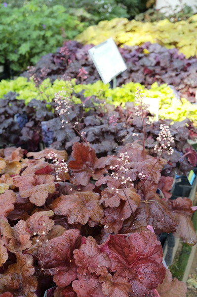 Heuchera