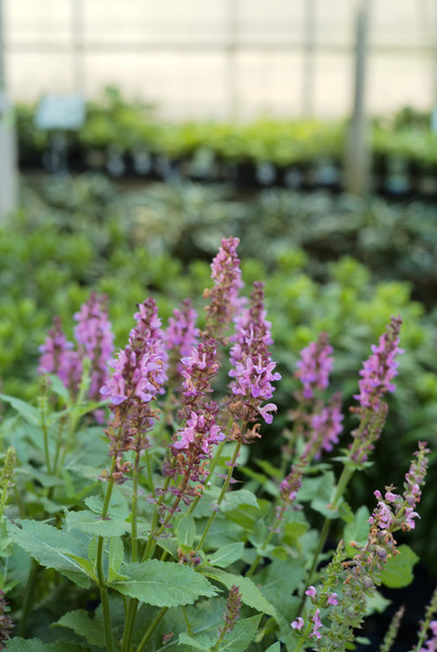 Salvia