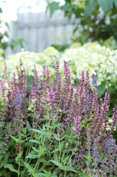 Fresh Picks For Your Garden: Exciting New Perennials in 2025