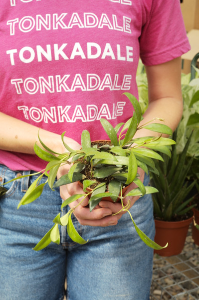 Hoya Rosita