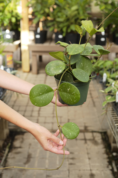 Hoya obovata 