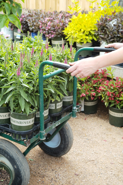 Birds in the Garden: Native Species & Feeding Tips