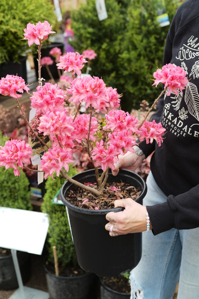 Perfect Perennial Pairings for Spring Color in the Sun