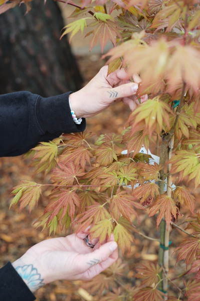 Planting Tips for Healthy Trees and Shrubs