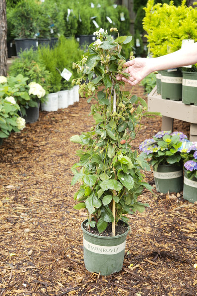 Blackberries & Raspberries