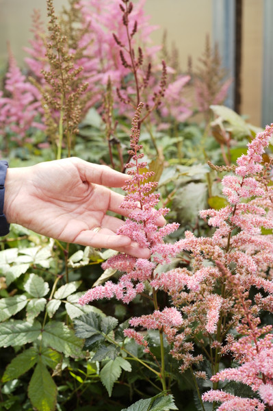 Perennials for Mid-Season Color