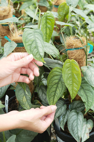 Monstera siltepecana