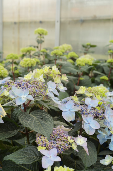 Planning a Perennial Cut Flower Garden