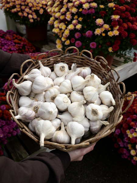 How to Plant Garlic in the Fall