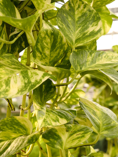 The Ultimate Guide to Indoor Plant Care