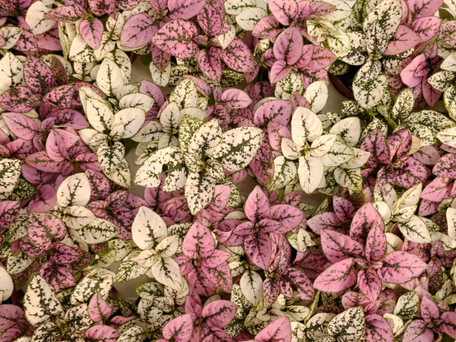 Planty Matchmaking Quiz