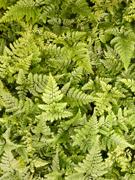 Tonkadale's 2025 Impact Report