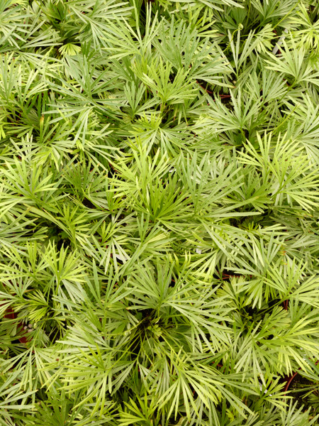 Spring Events at Tonkadale & FAQ