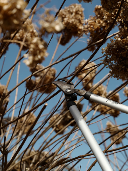 Pruning Hydrangeas and Shrubs