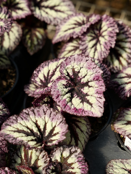 Mother's Day Gift Guide