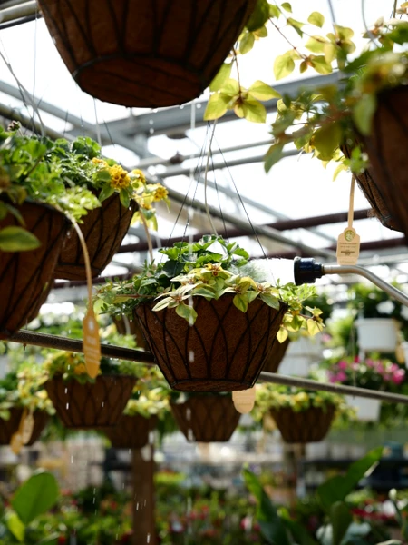 How to Care for Container Gardens and Hanging Baskets