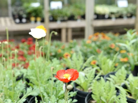 10 Tips for Pollinator Planting