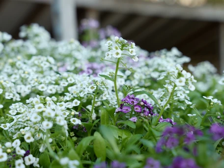 Annual and Herbs that Attract Pollinators