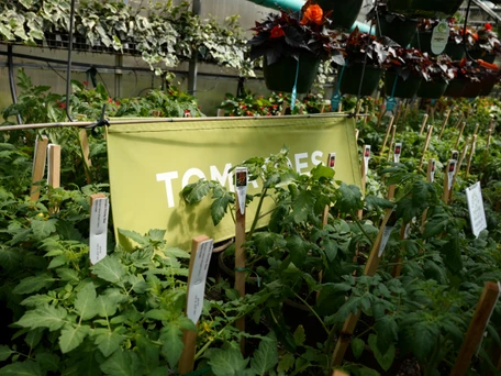 Tomato Varieties at Tonkadale