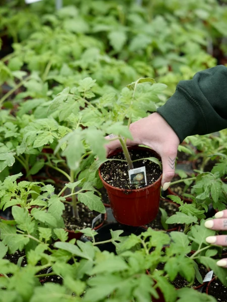 Tomatoes Deep Dive