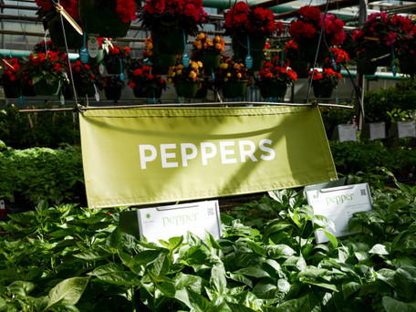 Welcome to the Pepper Patch