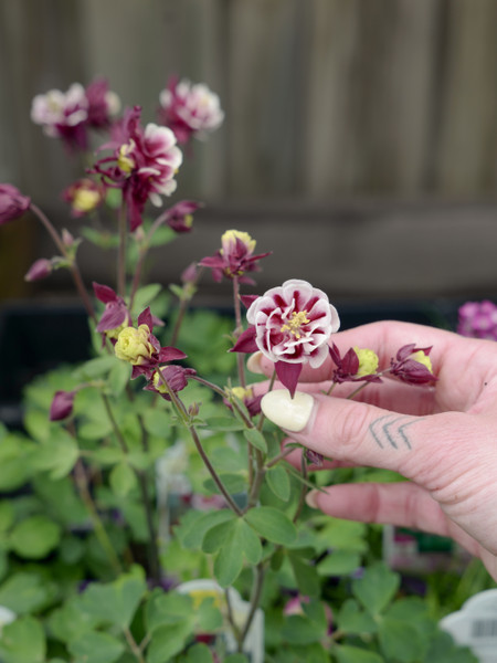May Perennial Planting Guide 