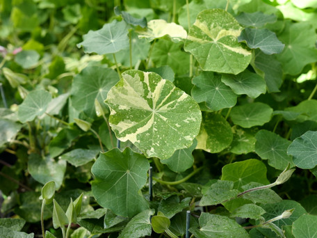 Gardening in the Age of AI