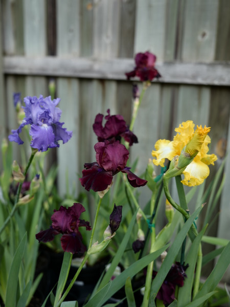 Your Year of Planting Guides
