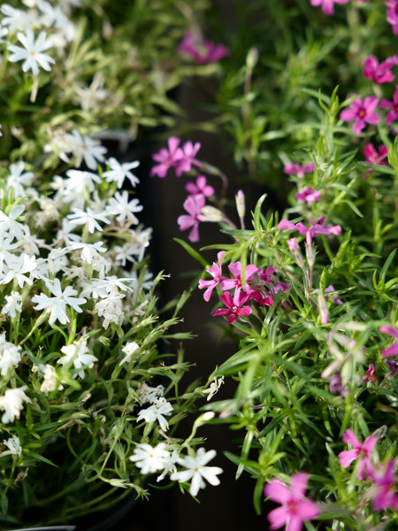 Perfect Perennial Pairings for Living Mulch in the Sun & Shade