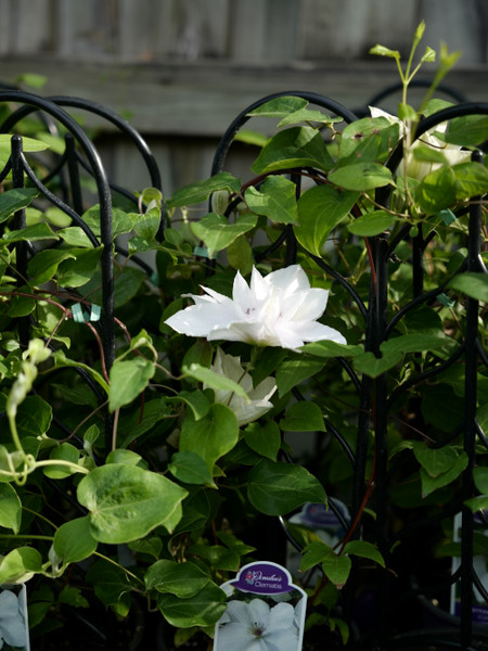 Ask Annie- Choosing the Right Clematis for Your Garden