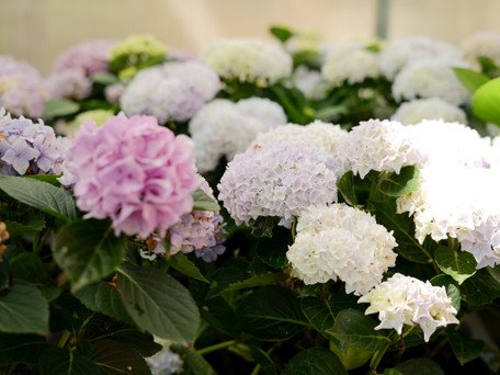 Your Ultimate Hydrangea Guide
