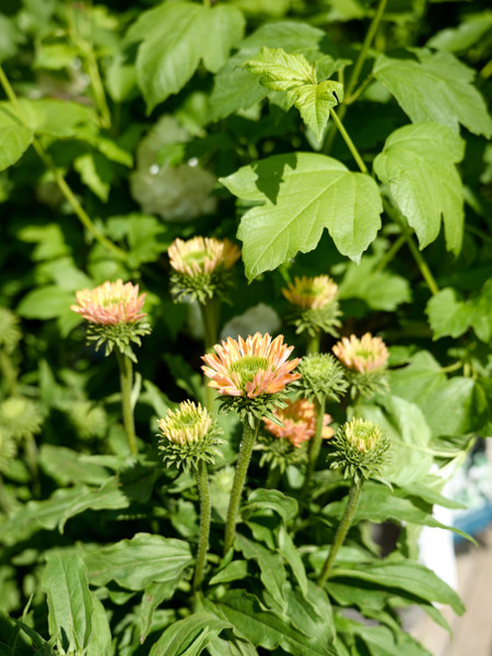 June Perennial Planting Guide 